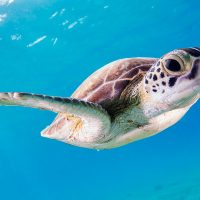 snorkeling turtle - under water